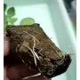 Zeolita para cultivos y crecimiento de raices, bonsáis, Cannabis 